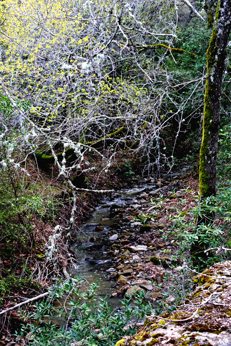 Flora & Fauna Around Mt. Diablo