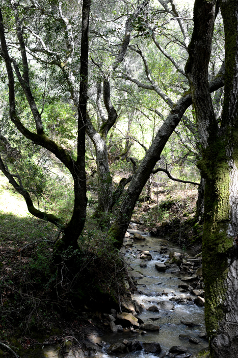 Flora & Fauna Around Mt. Diablo