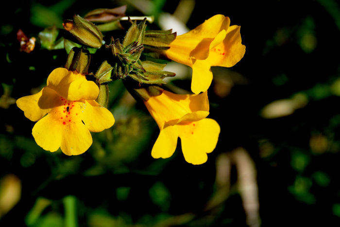 Flora & Fauna Around Mt. Diablo