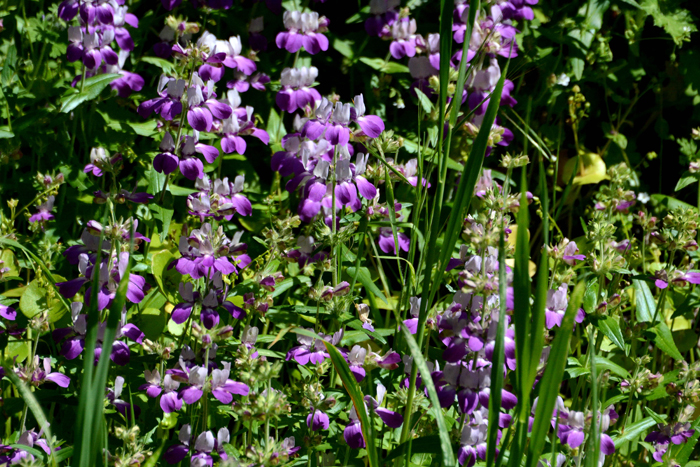 Flora & Fauna Around Mt. Diablo