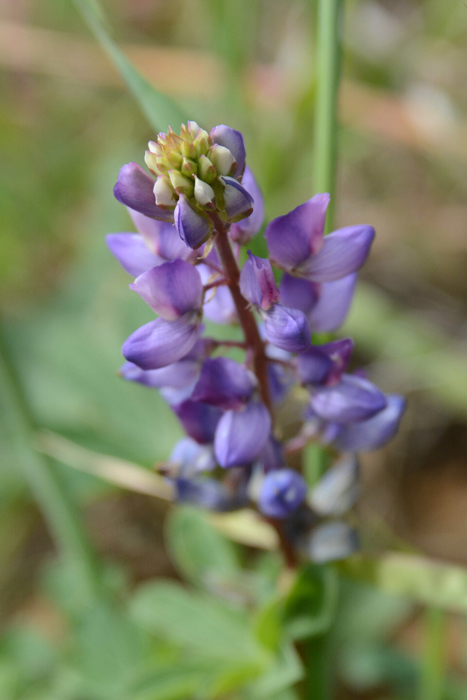 Flora & Fauna Around Mt. Diablo