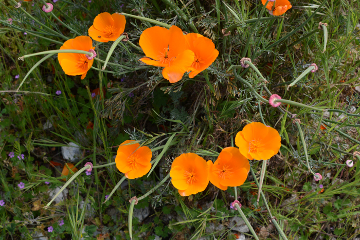 Flora & Fauna Around Mt. Diablo