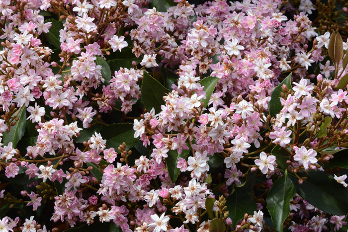 Flora & Fauna Around Mt. Diablo