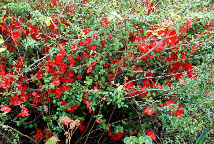 Flora & Fauna Around Mt. Diablo