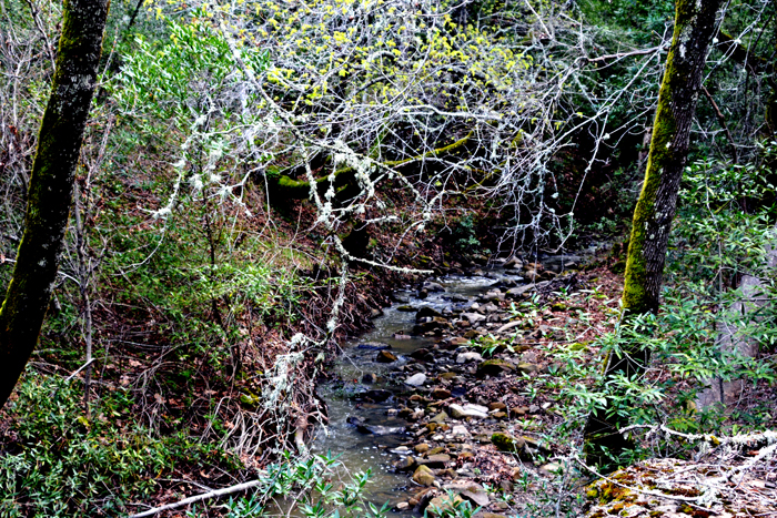 Flora & Fauna Around Mt. Diablo