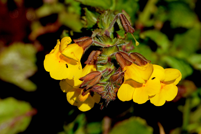 Flora & Fauna Around Mt. Diablo