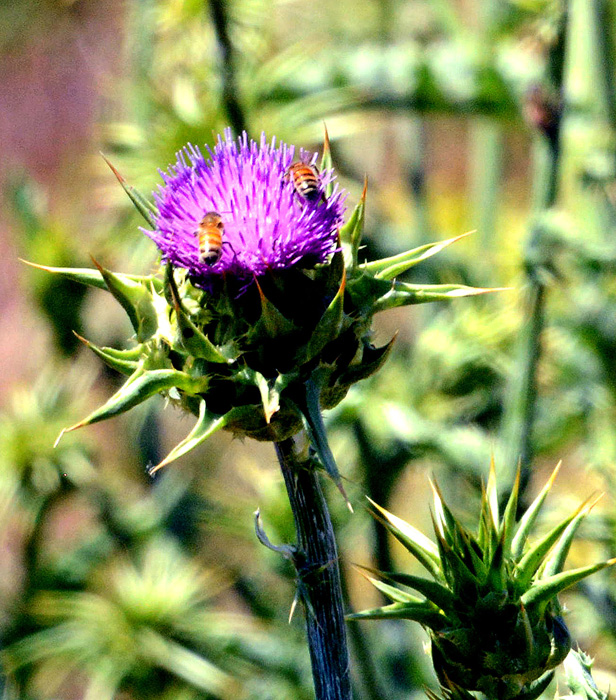 Flora & Fauna Around Mt. Diablo