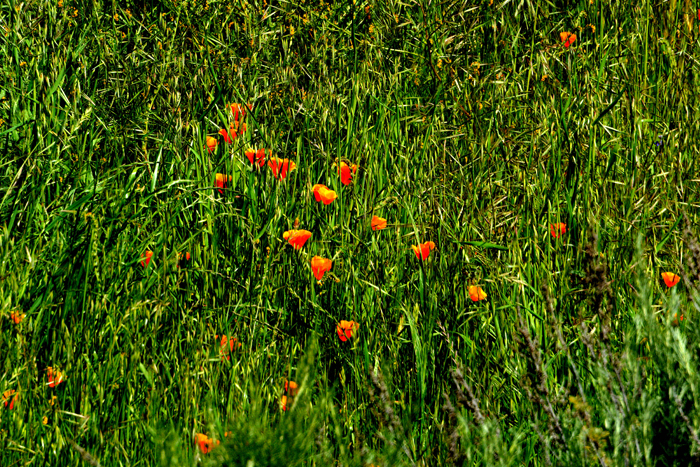 Flora & Fauna Around Mt. Diablo