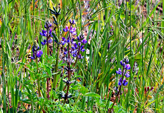 Flora & Fauna Around Mt. Diablo