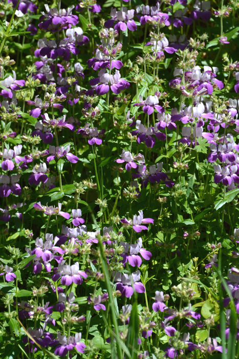 Flora & Fauna Around Mt. Diablo