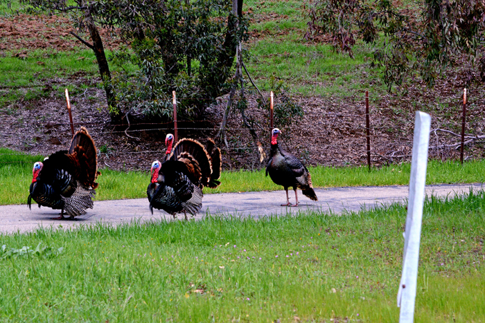 Flora & Fauna Around Mt. Diablo