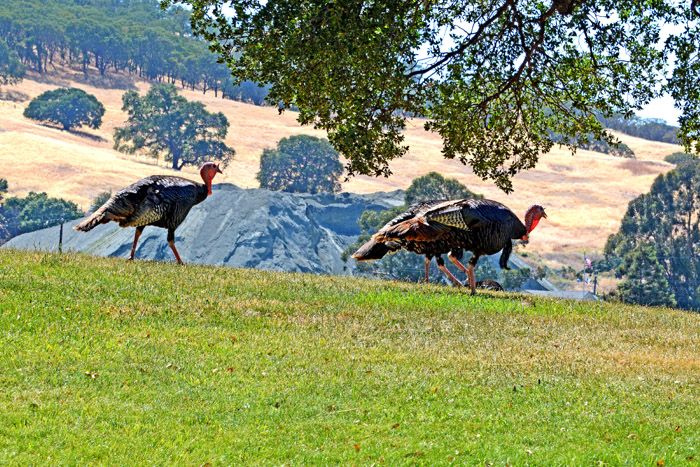 Flora & Fauna Around Mt. Diablo