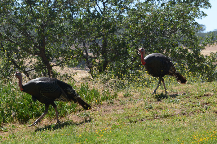 Flora & Fauna Around Mt. Diablo