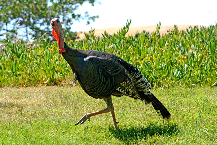 Flora & Fauna Around Mt. Diablo