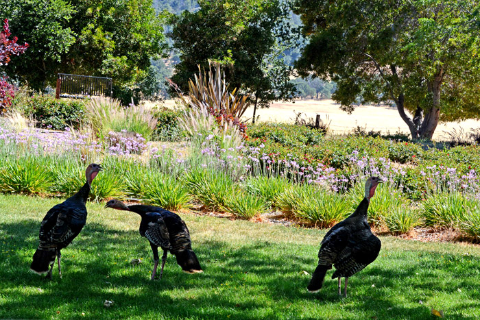 Flora & Fauna Around Mt. Diablo