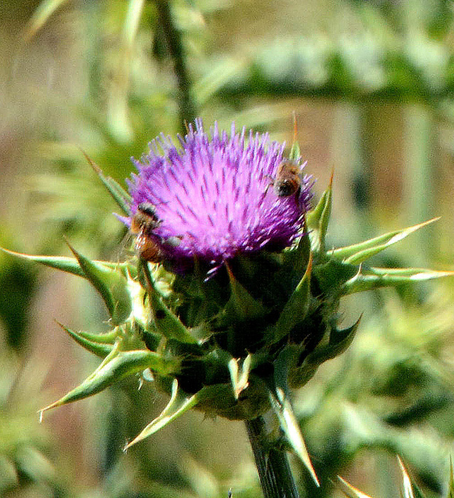 Flora & Fauna Around Mt. Diablo