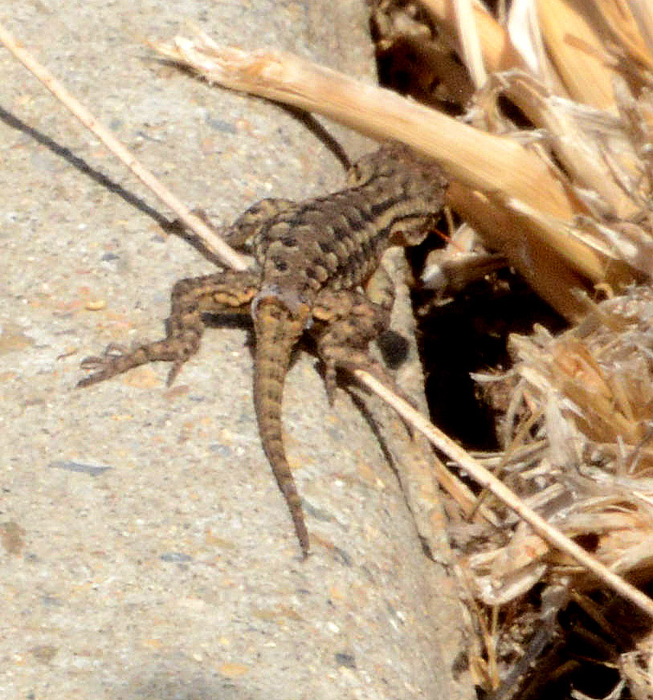 Flora & Fauna Around Mt. Diablo