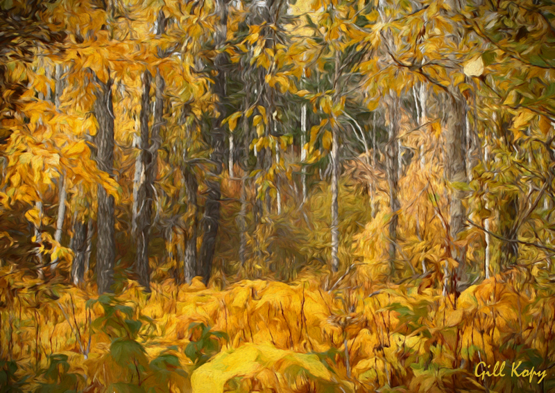 Woods in Fall.jpg