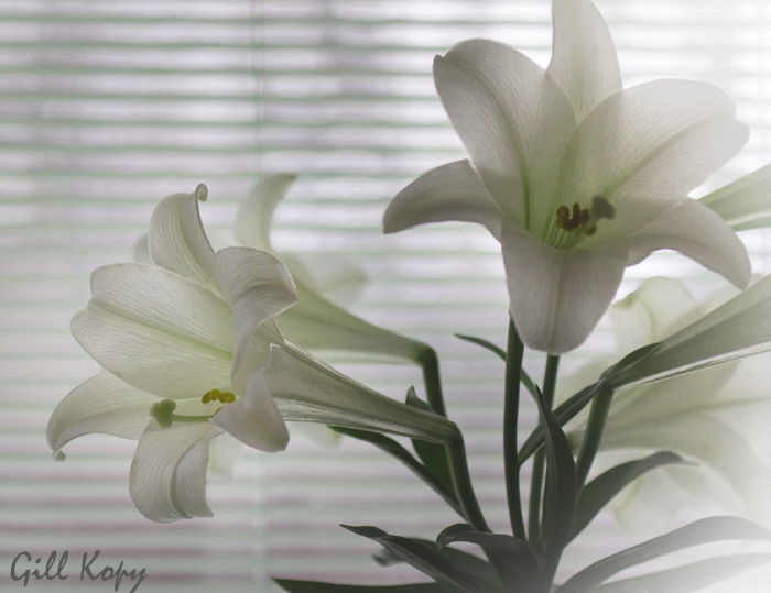 Lilies.jpg
