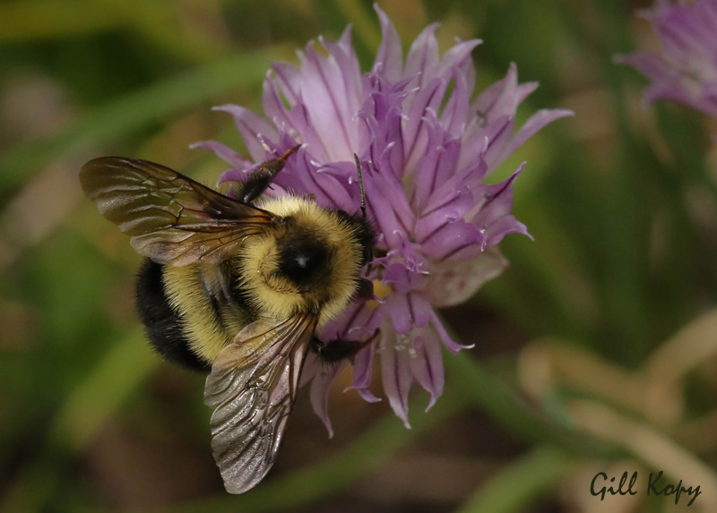 Bumble bee-2.jpg