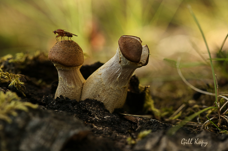 Garden fungi.jpg