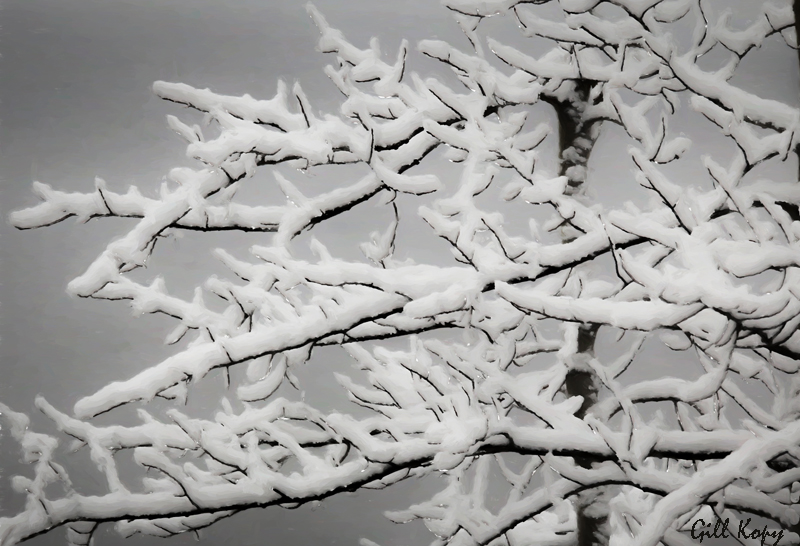 Snowy aspen