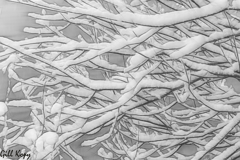 Snowy Willow.jpg