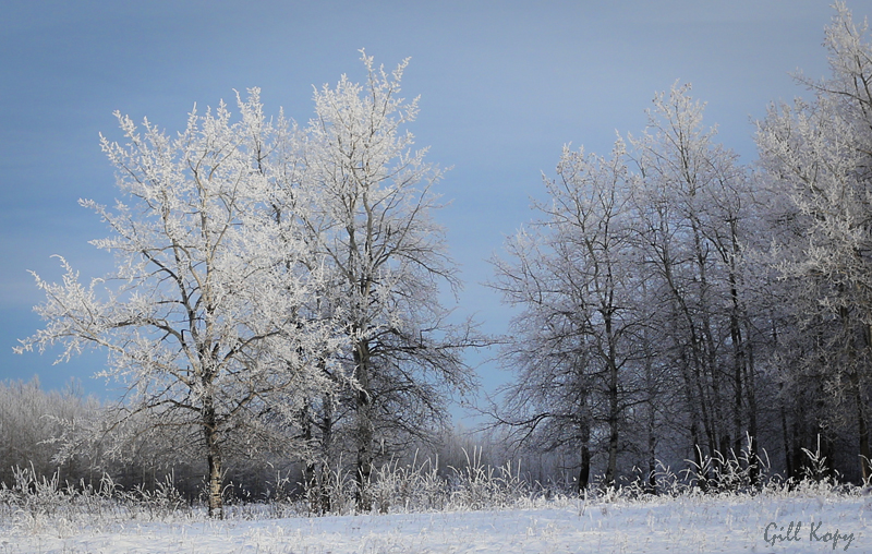 Frosted trees-4
