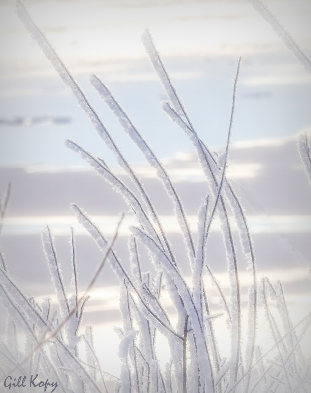 Frosted reeds on ice.jpg