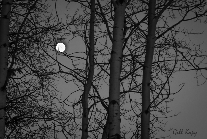 Moon  Trees.jpg