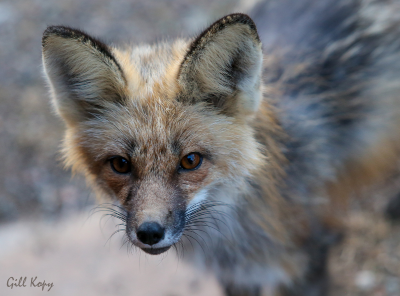 Fox visitor