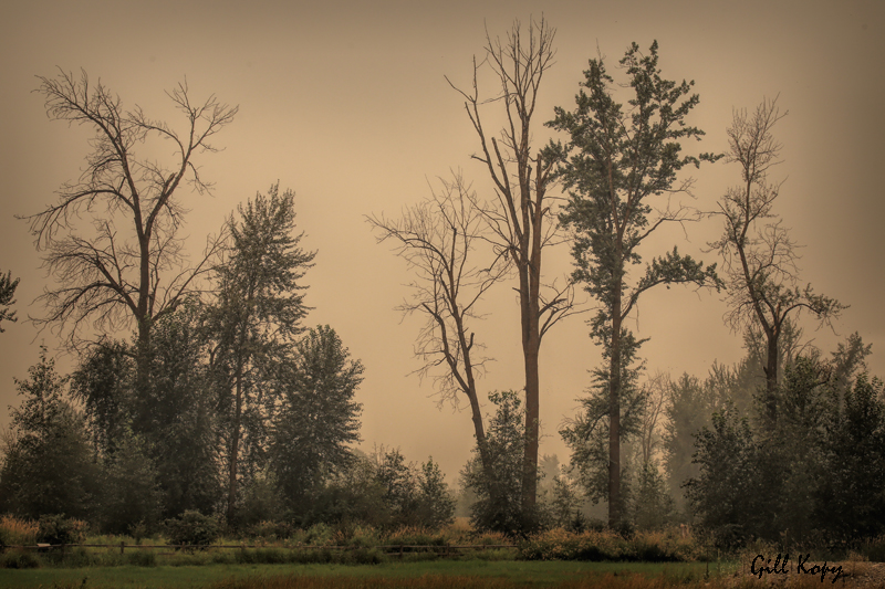 Smoky_trees