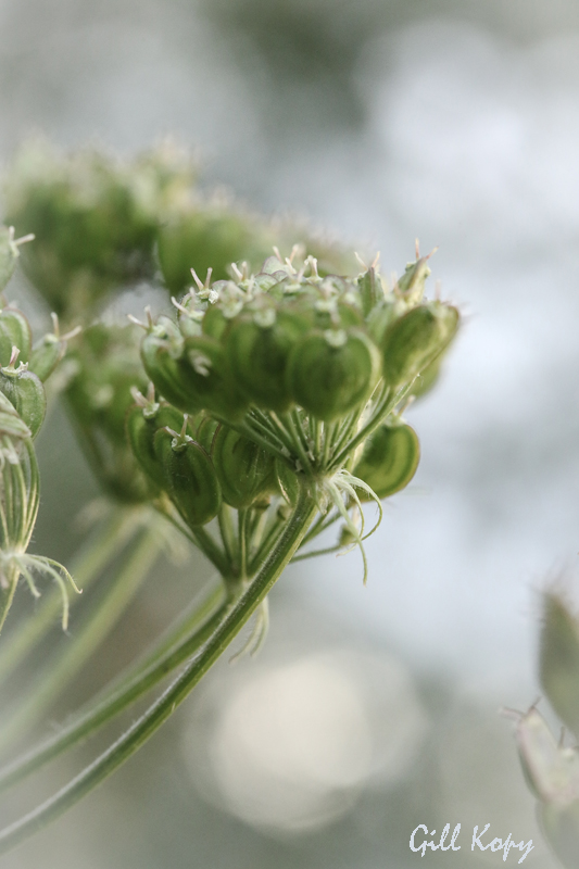The Cow Parsnip