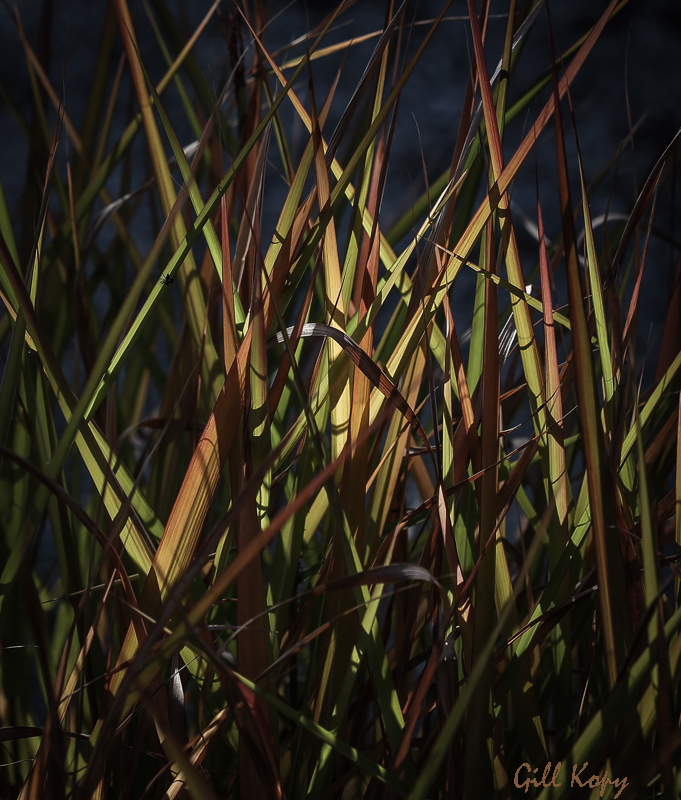 Evening_fall_grasses