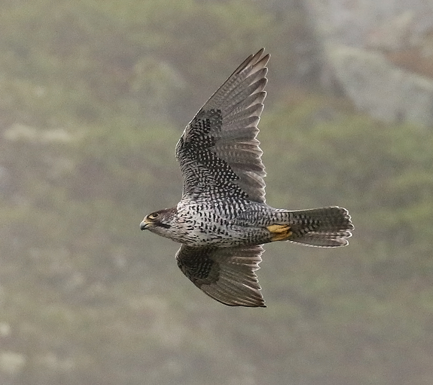 Gyrfalcon