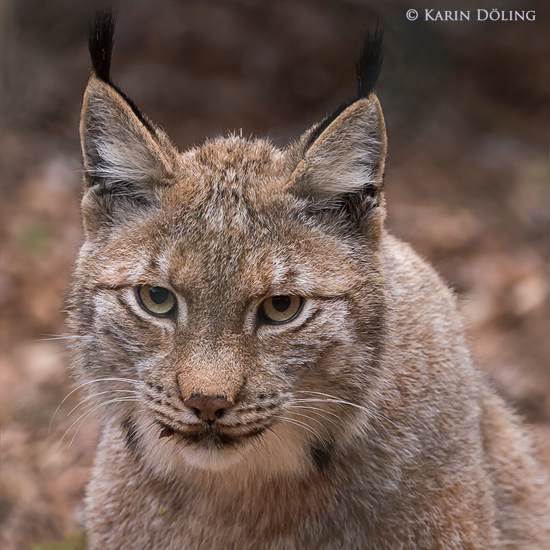 Luchs