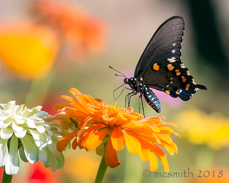 Pipevine Swallowtail Butterfly