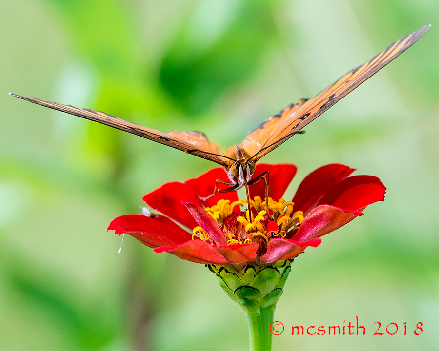 Eye to Eye with a Gulf Fritillary