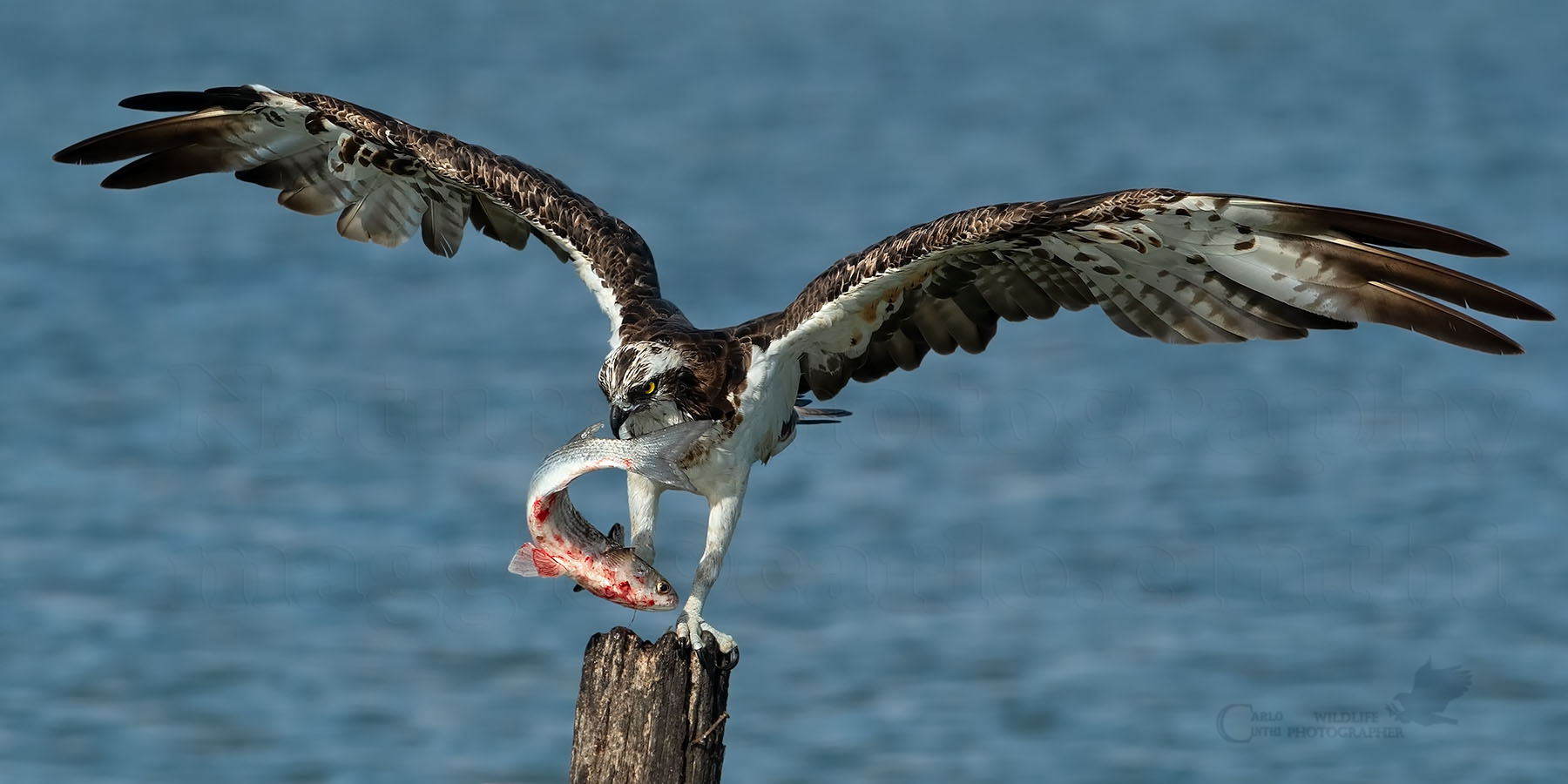 Falco Pescatore