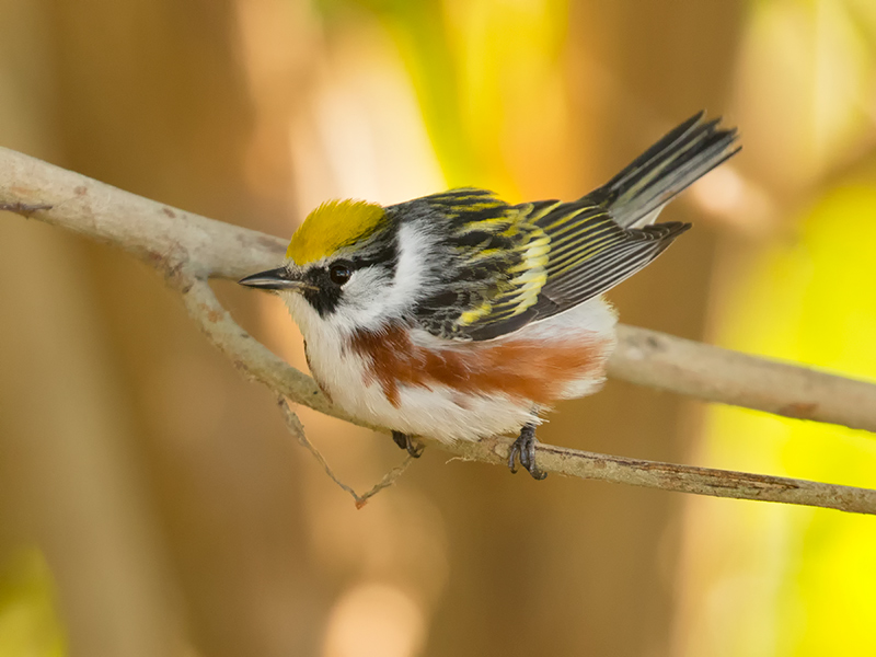 Chestnut-sided Warbler