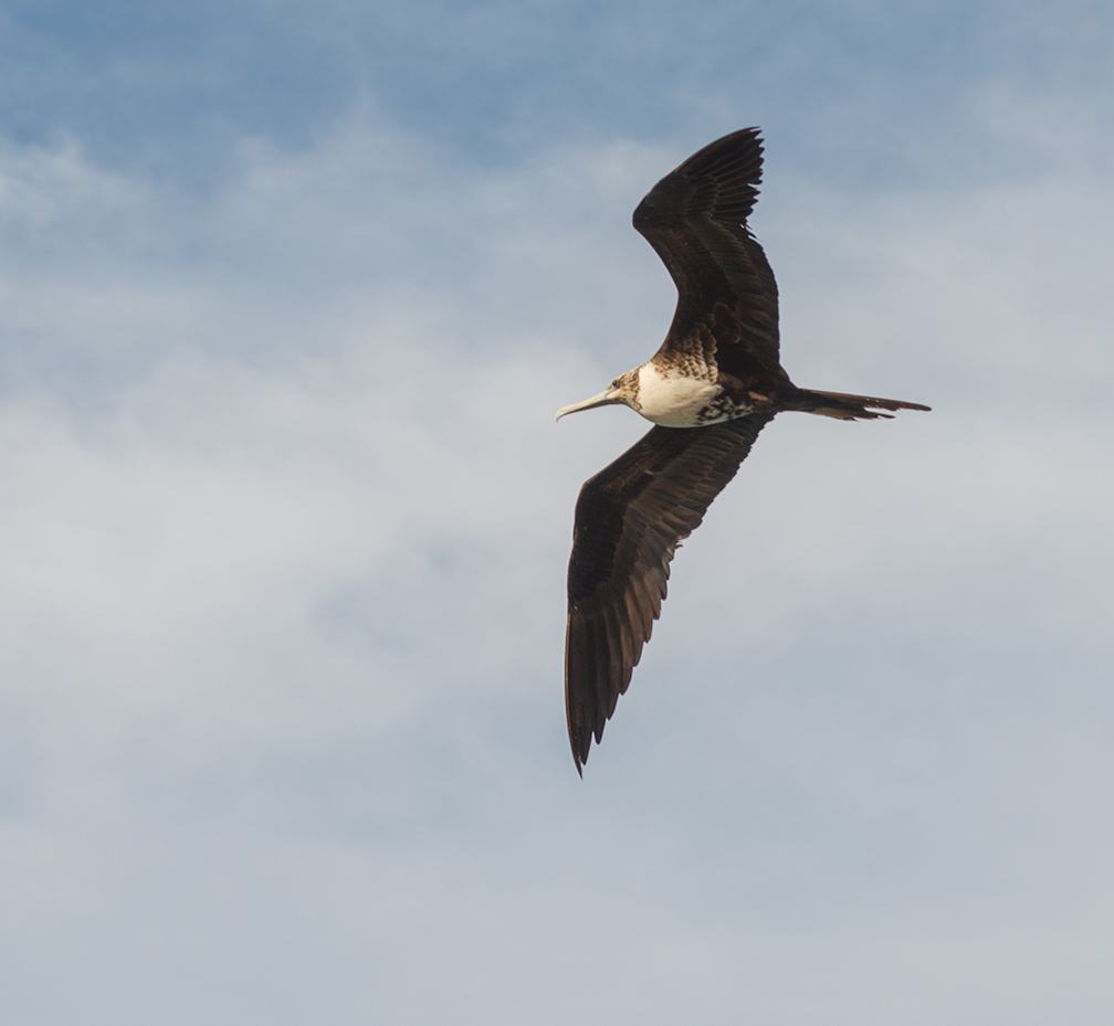 Magnificent Frigate Bird, Loreto