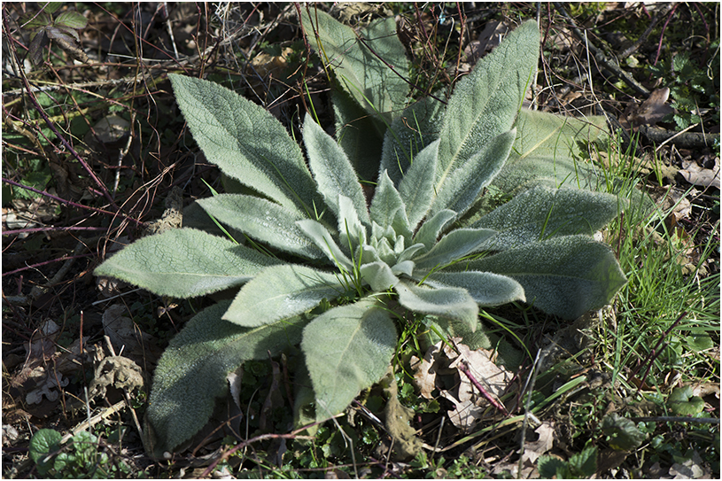 Rozet van de Stalkaars - Verbascum densiflorum
