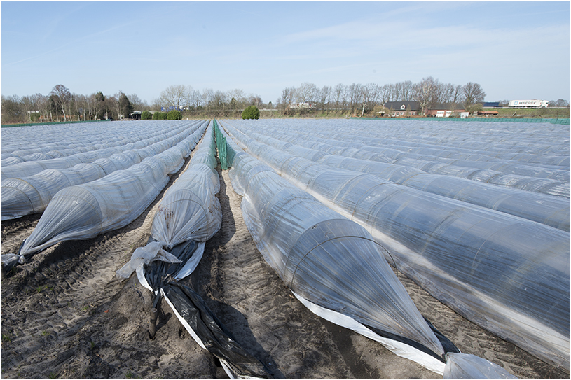 Aspergebedden in het voorjaar