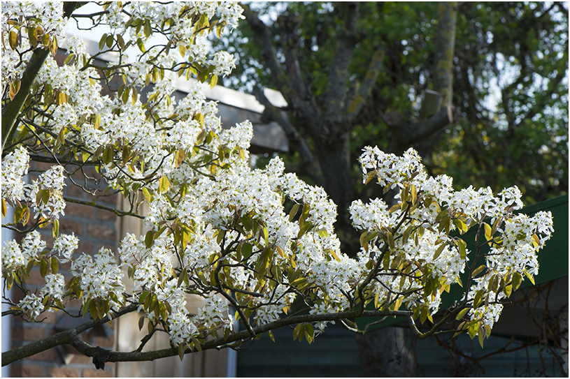 Krenteboom - amelanchier lamarckii