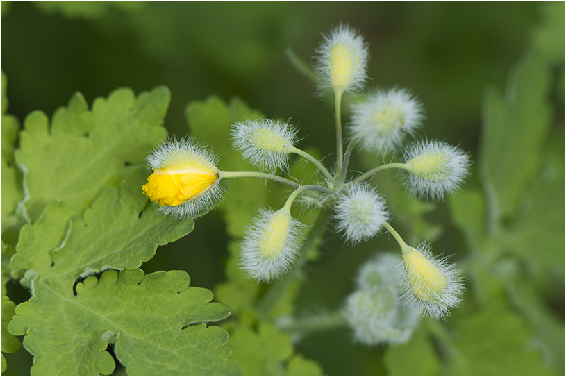 stinkende Gouwe - Chelidonium majus