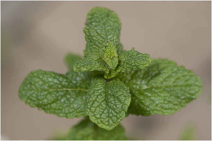 Marokkaanse Munt - Mentha spicata