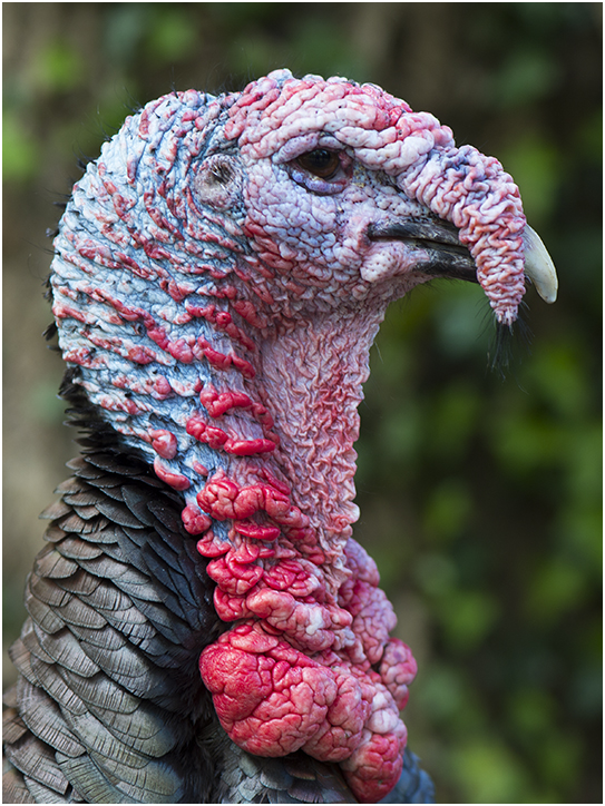 Kalkoen - Meleagris gallopavo