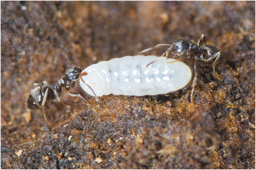 Zwartbruine wegmier - Lasius niger