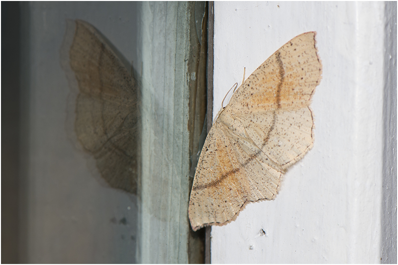 gestippelde Oogspanner - Cyclophora punctari