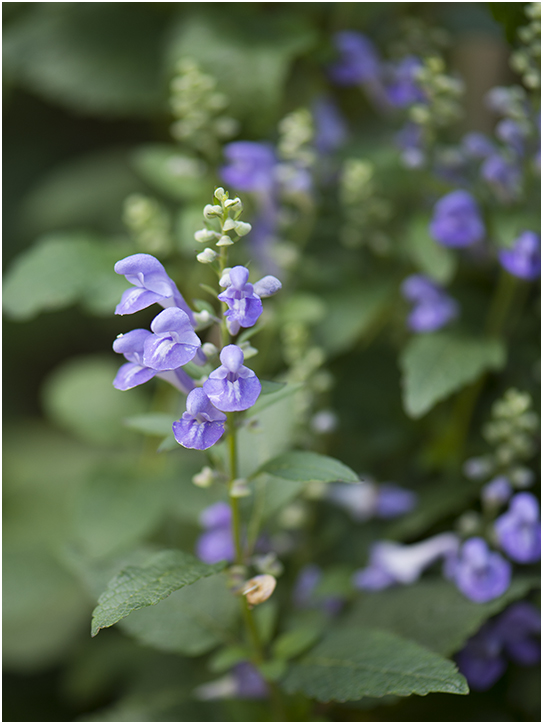  Glidkruid - Scutellaria incana